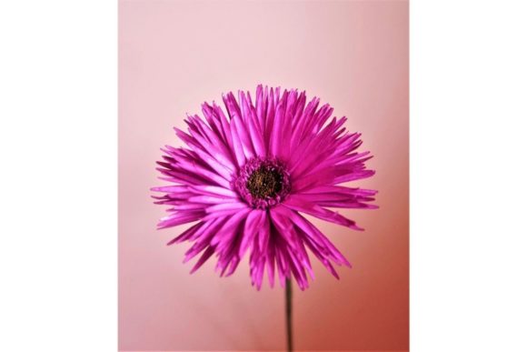 Spider Gerbera 3D SVG Paper Flowers